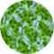 APIGENINA