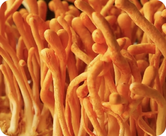 Cordyceps orgánico