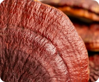 Reishi orgánico